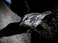 Black and White Warbler 6566